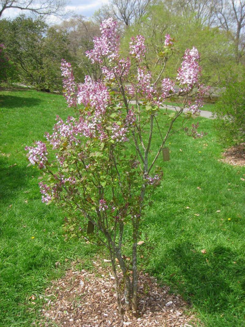 Syringa oblata
