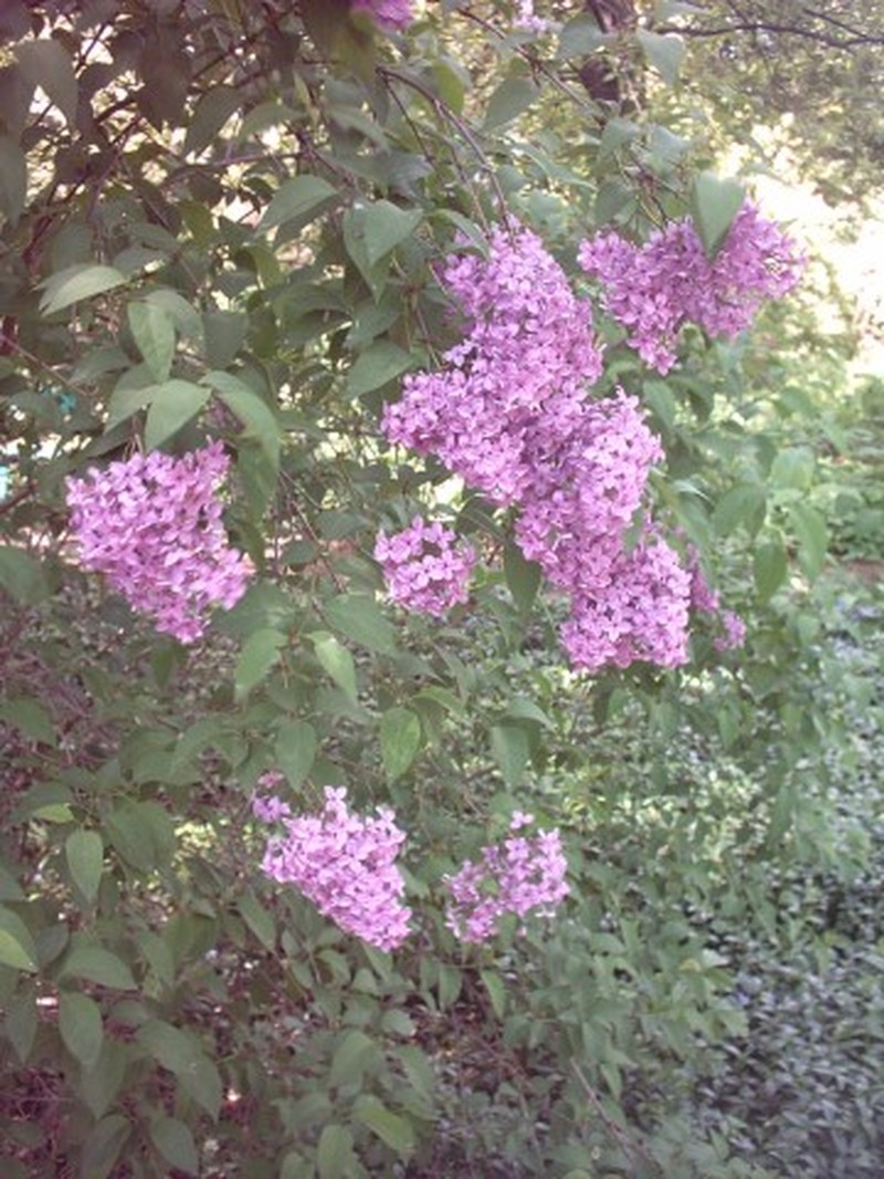 Persian Lilac