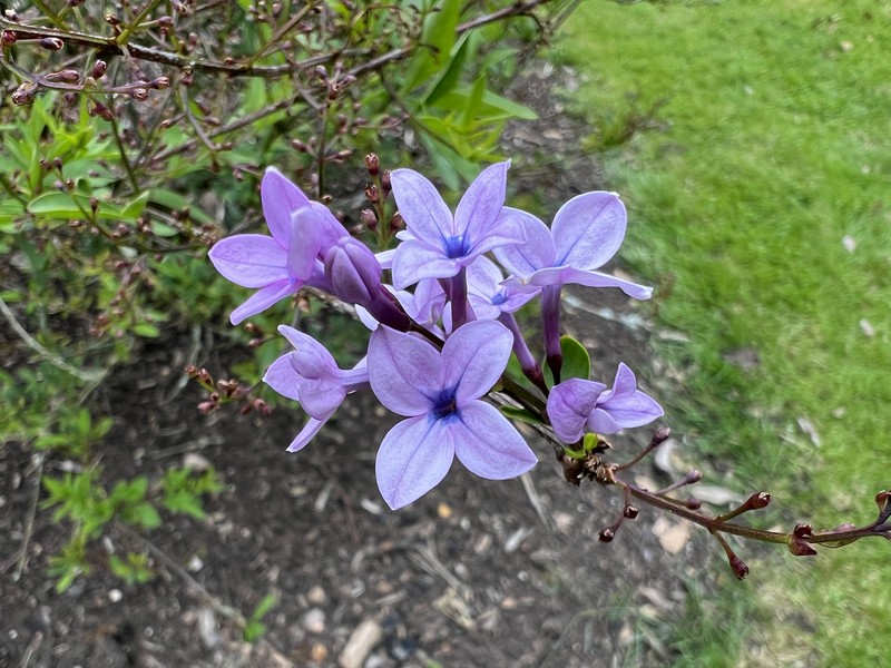 Persian Lilac photo 2