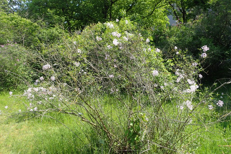 Persian Lilac photo 3
