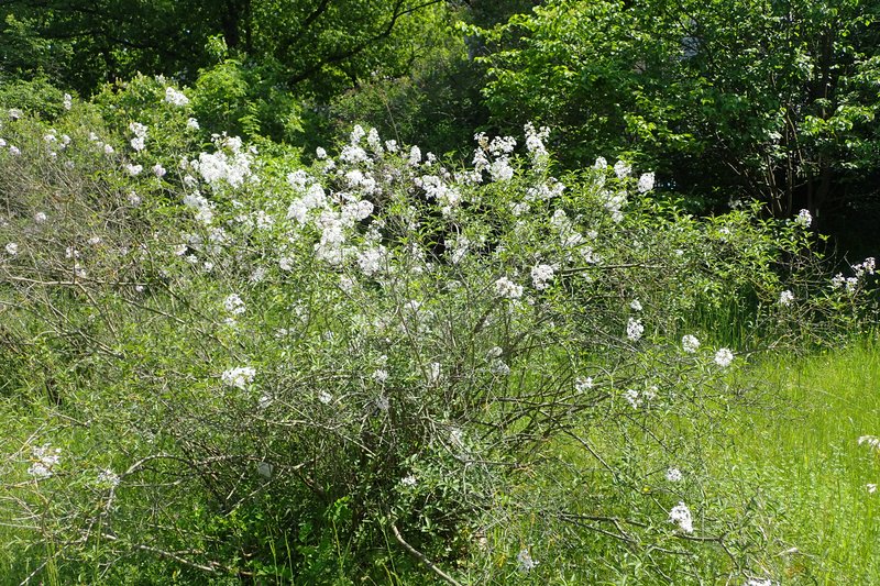 Persian Lilac photo 4