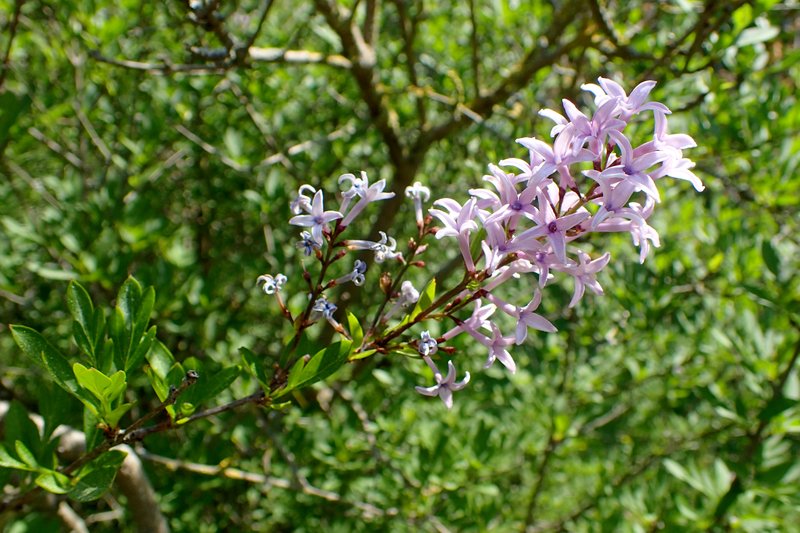 Persian Lilac photo 5