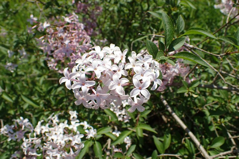 Persian Lilac photo 6