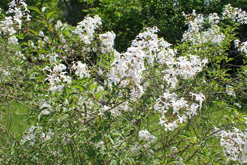 Persian Lilac photo 7