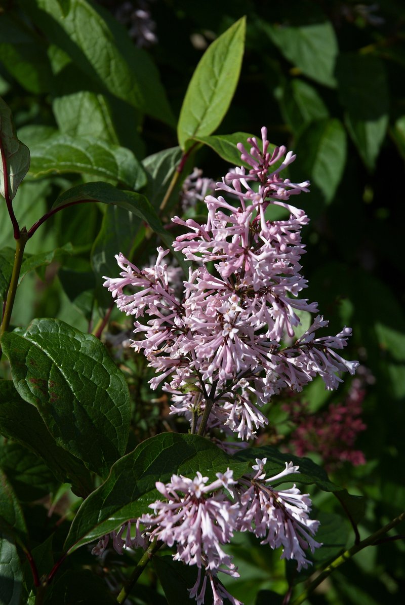 Syringa prestoniae