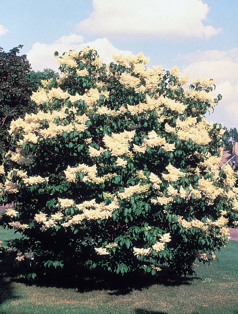 Japanese Tree Lilac photo 4
