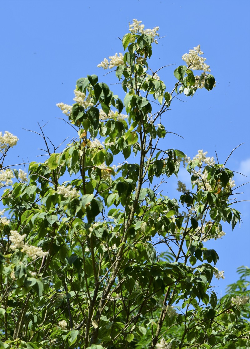 Japanese Tree Lilac photo 2