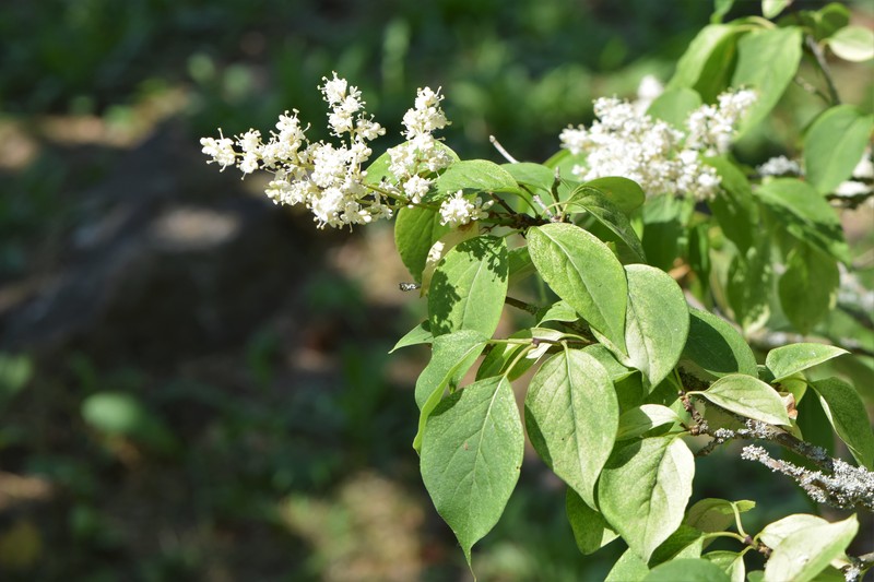 Japanese Tree Lilac photo 3