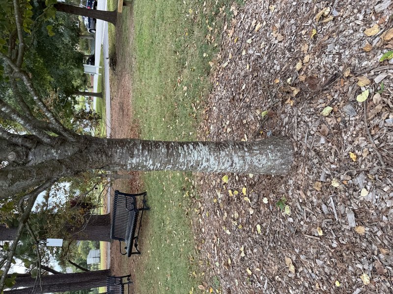 Japanese Tree Lilac photo 6