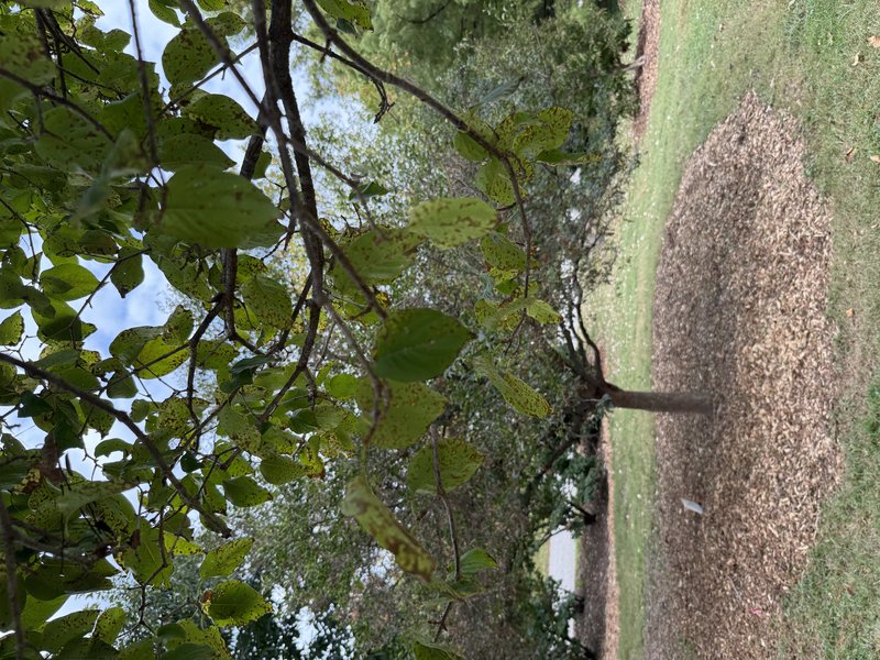 Japanese Tree Lilac photo 7