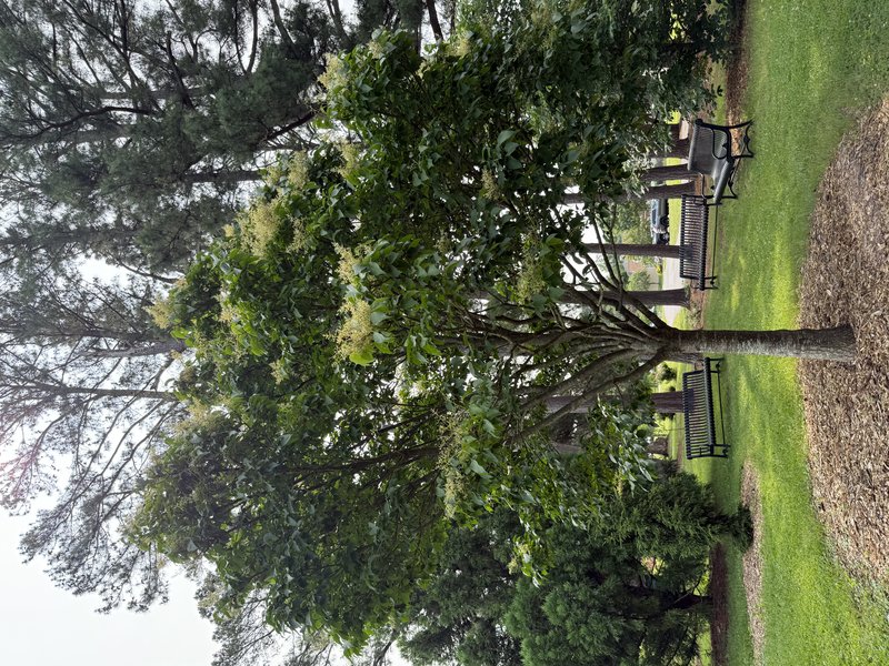 Japanese Tree Lilac photo 8