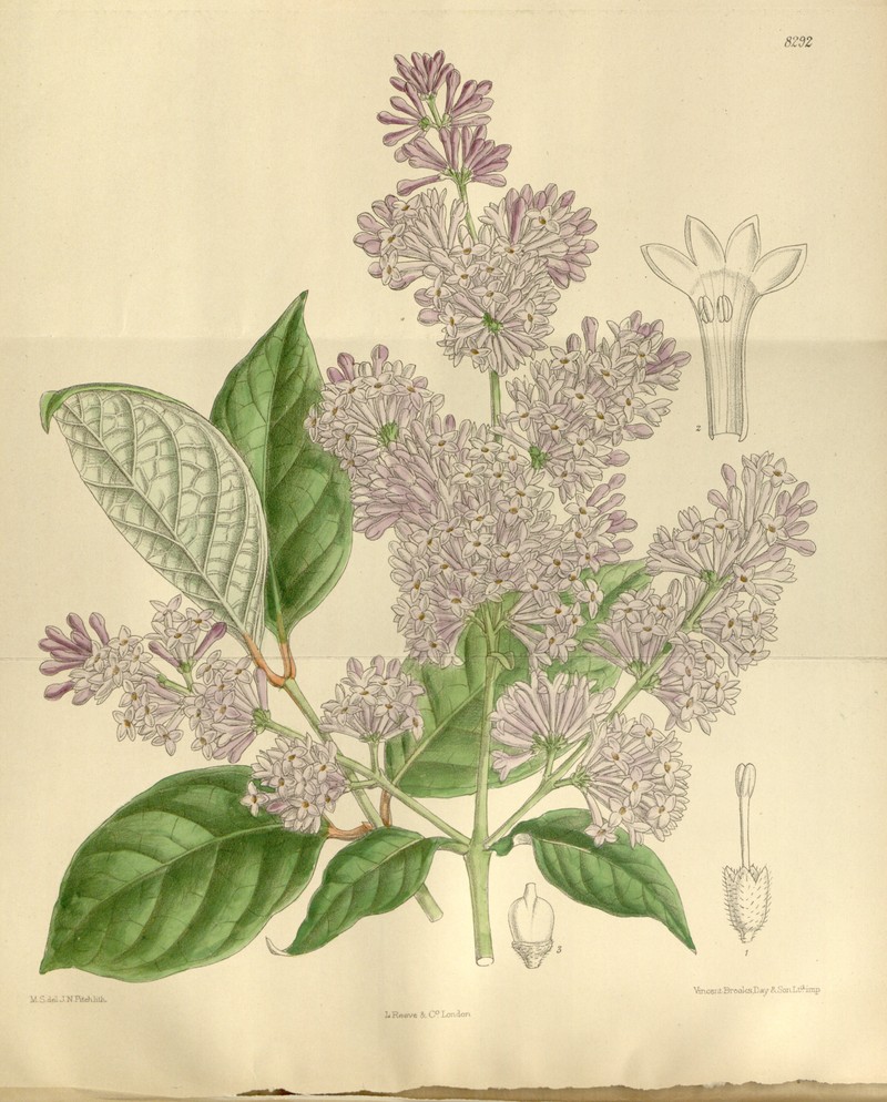 Villous Lilac