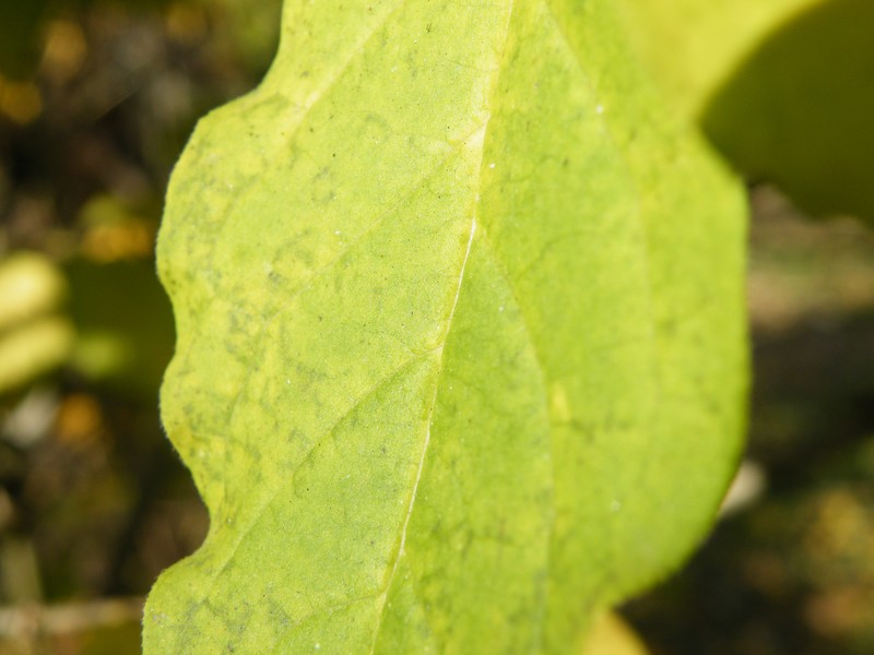 Villous Lilac photo 6