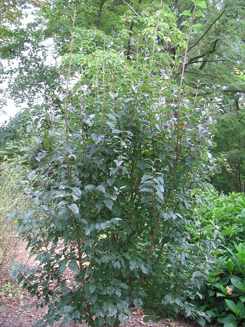 Villous Lilac photo 2