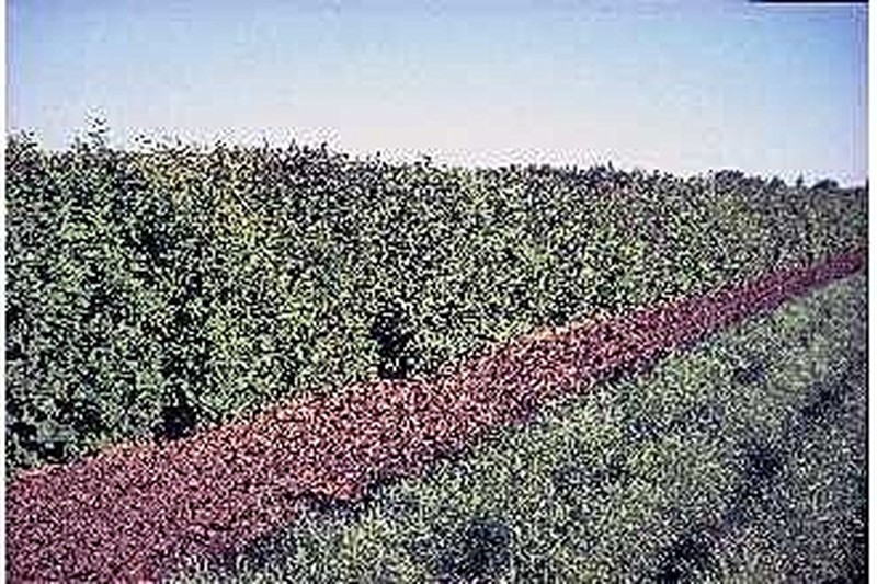 Villous Lilac photo 3