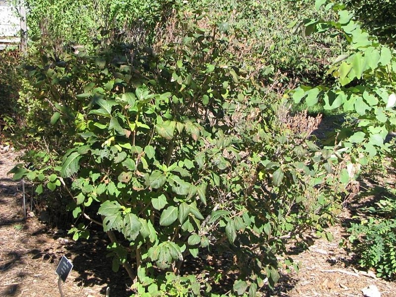 Villous Lilac photo 4