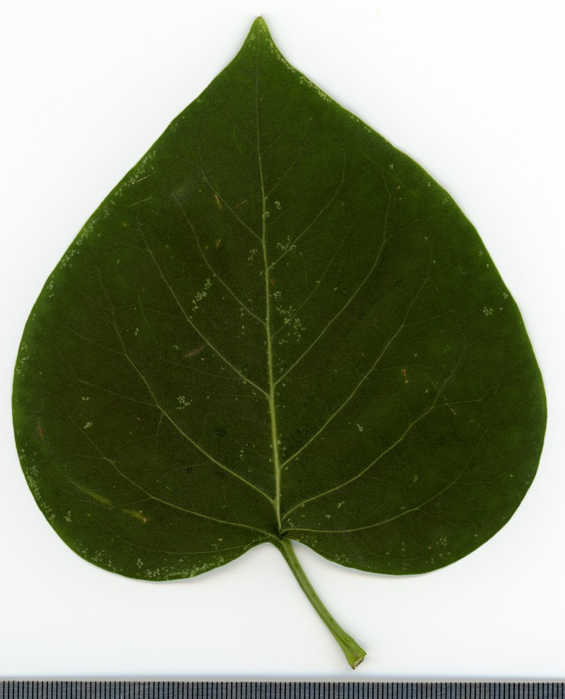 Common Lilac photo 4
