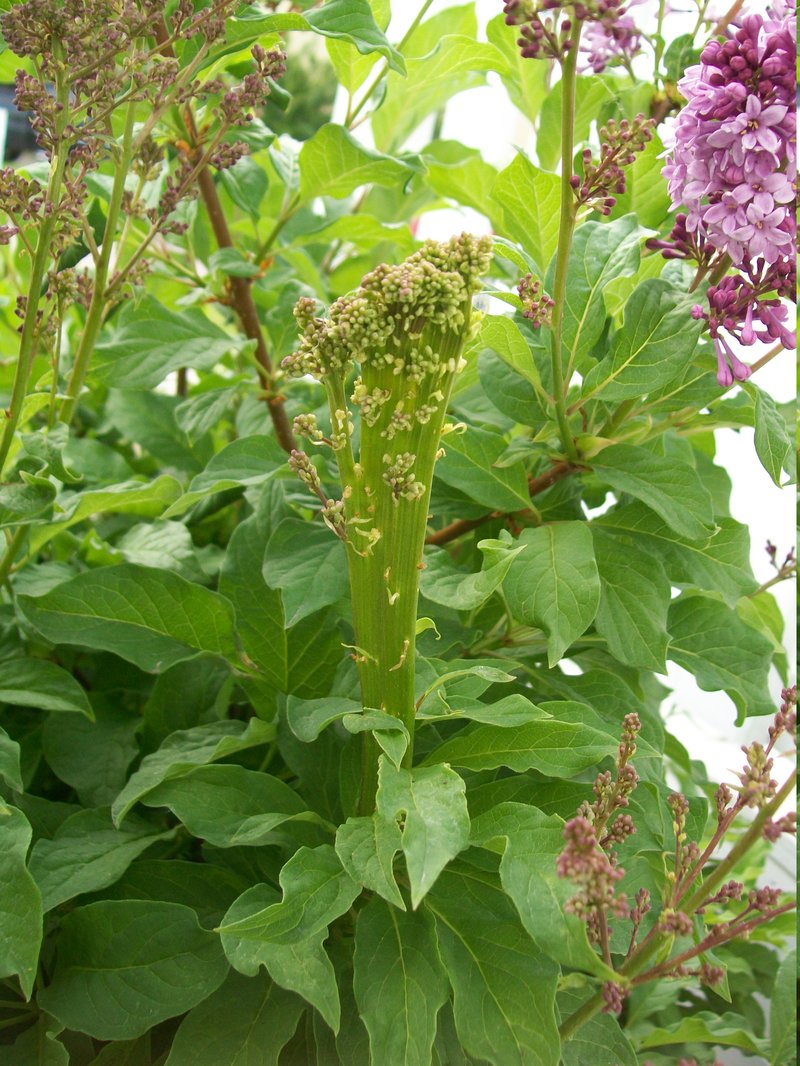 Common Lilac photo 5