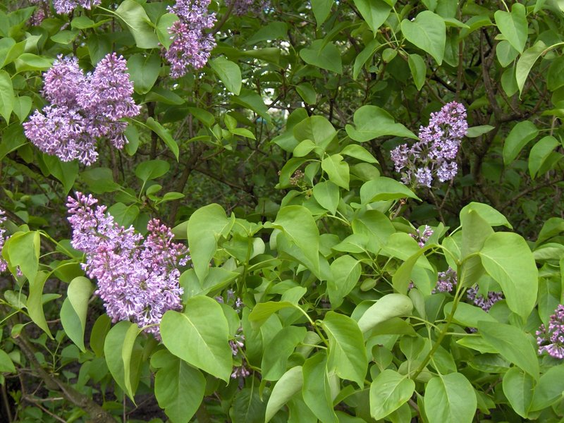 Common Lilac photo 6