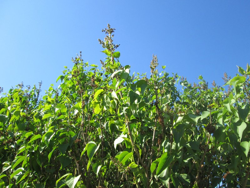 Common Lilac photo 7