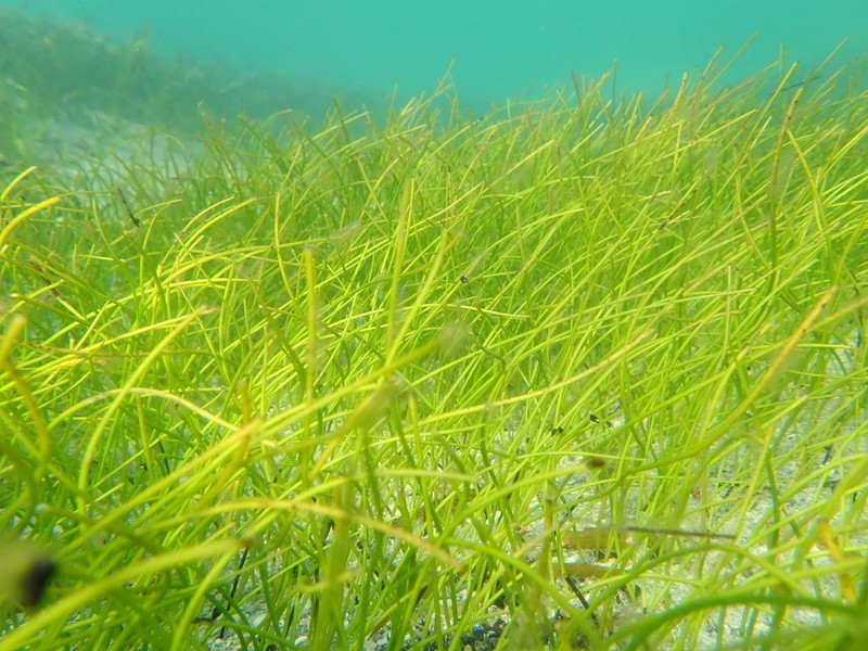 Manatee Grass photo 2