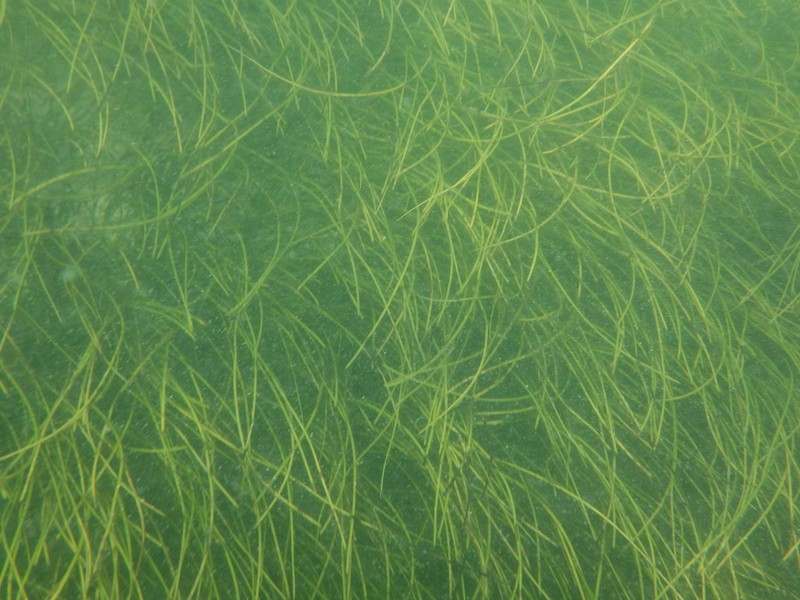 Manatee Grass photo 3