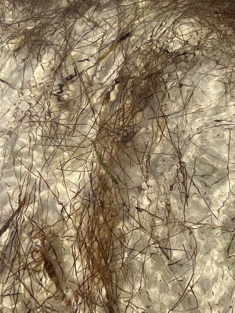 Manatee Grass photo 4