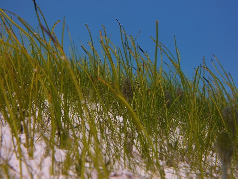 Manatee Grass photo 6