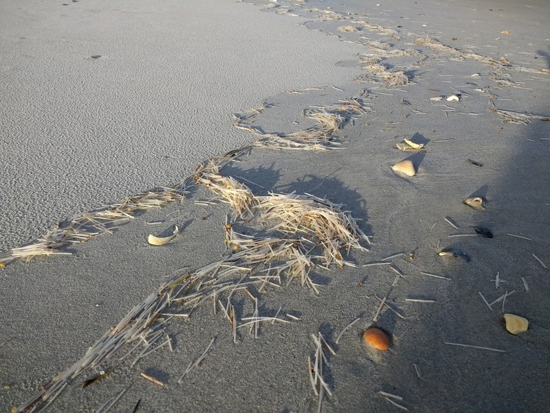 Manatee Grass photo 7