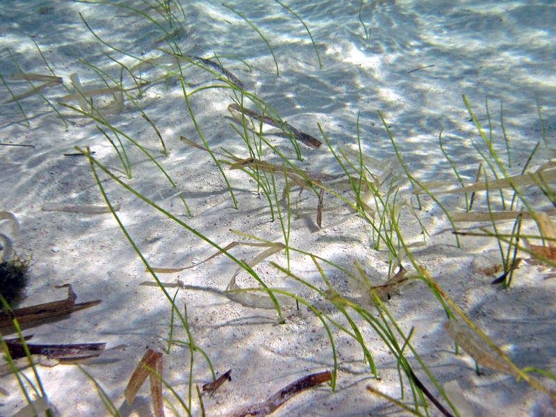 Manatee Grass