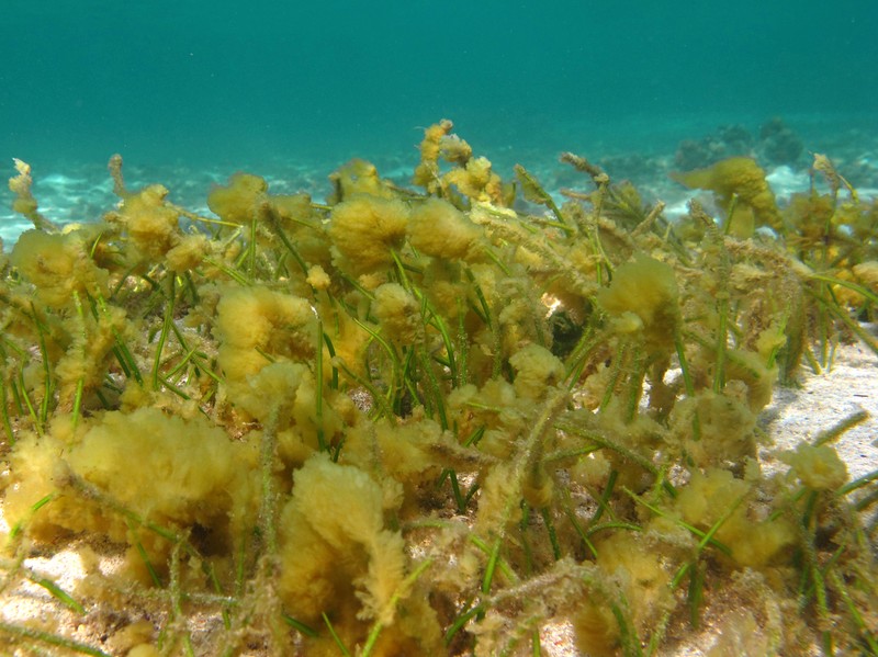 Syringodium isoetifolium photo 3