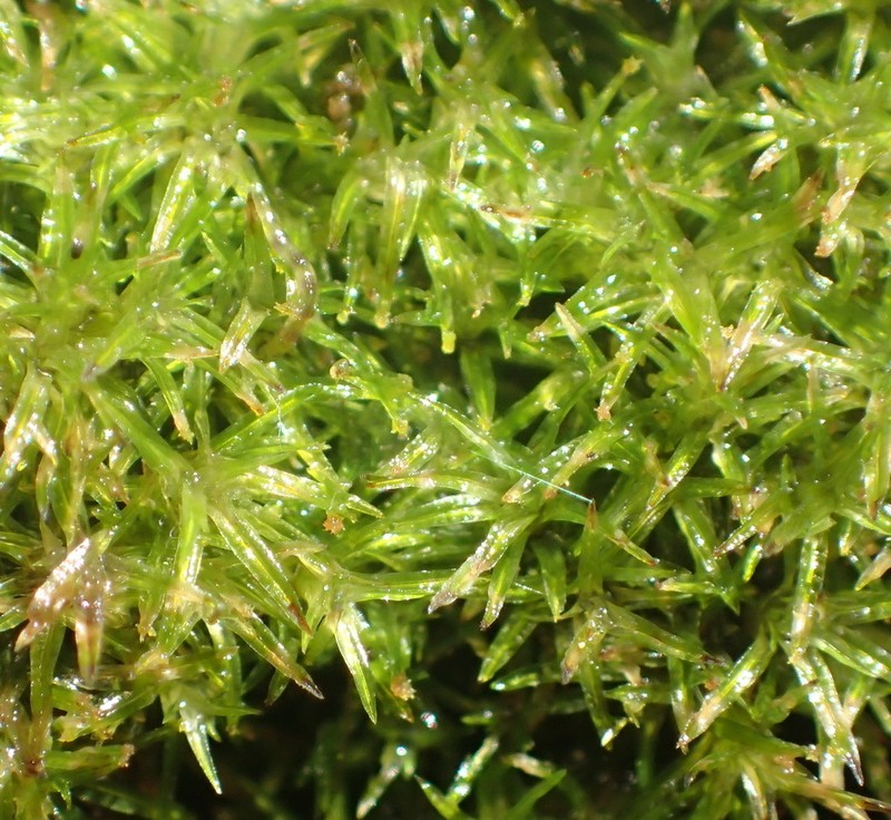 Gaudichaud's Syrrhopodon Moss