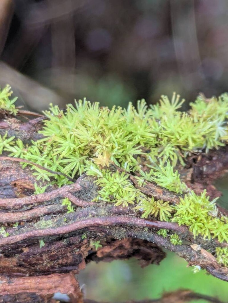 Gaudichaud's Syrrhopodon Moss photo 2