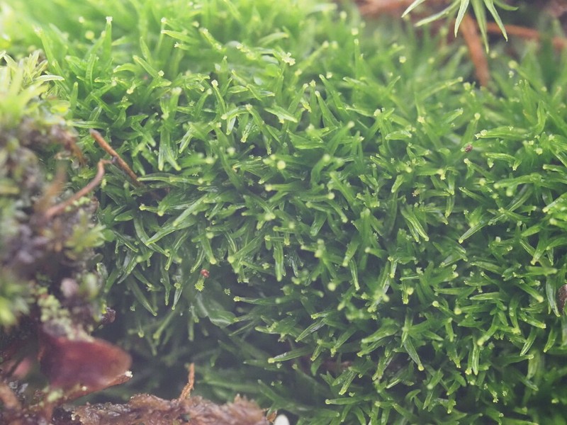 Gaudichaud's Syrrhopodon Moss photo 3