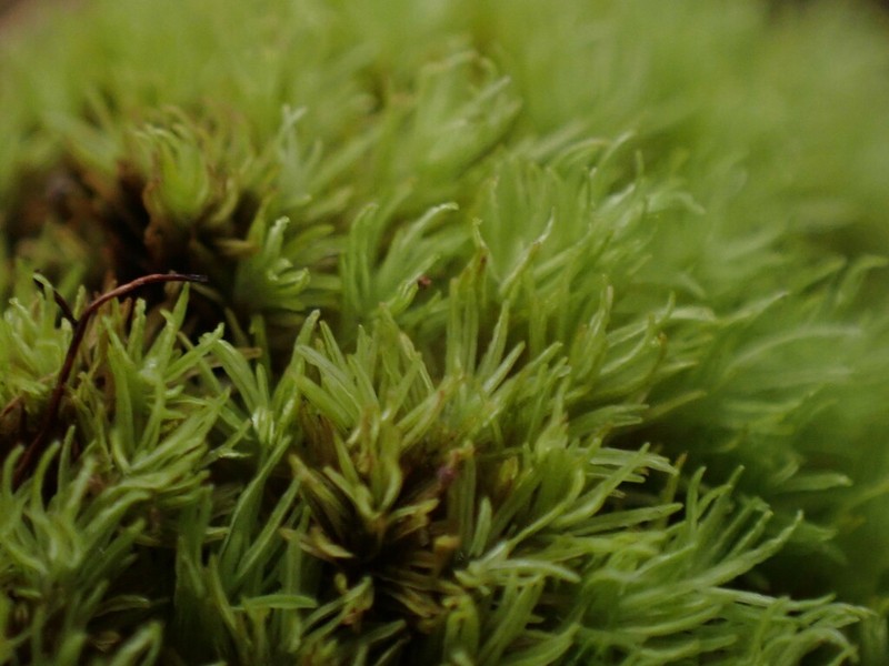 Gaudichaud's Syrrhopodon Moss photo 4