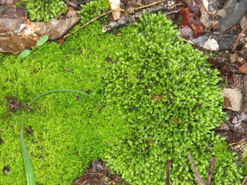 Gaudichaud's Syrrhopodon Moss photo 5
