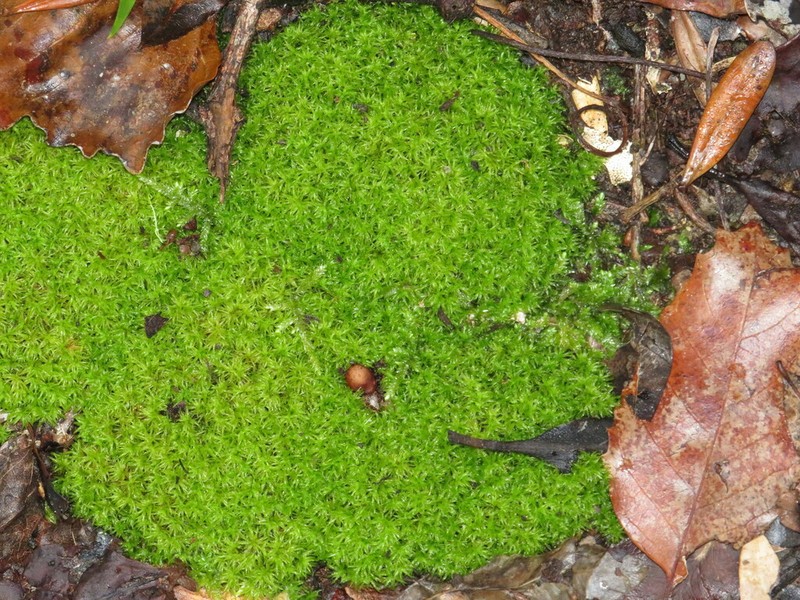 Gaudichaud's Syrrhopodon Moss photo 6