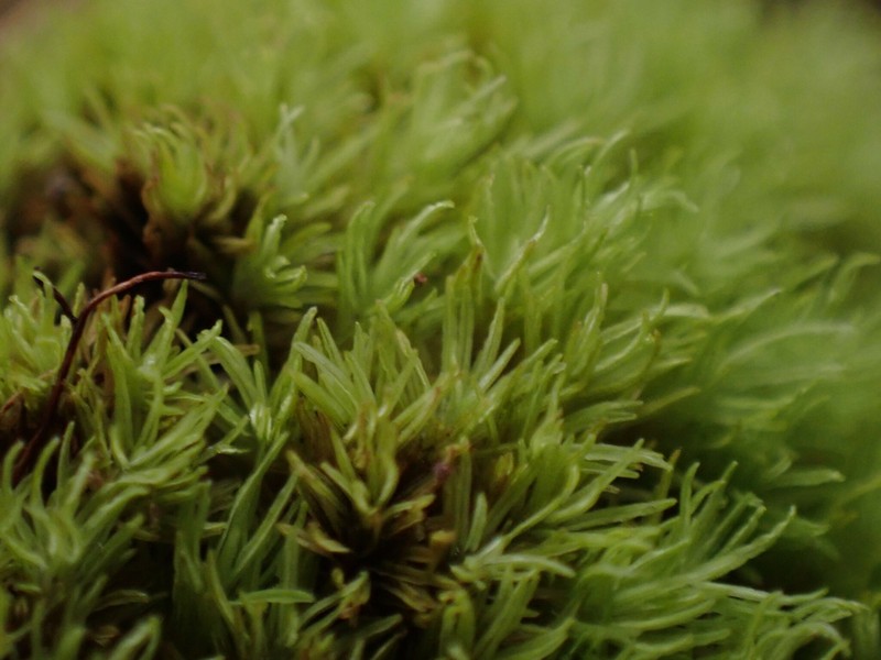 Gaudichaud's Syrrhopodon Moss photo 8