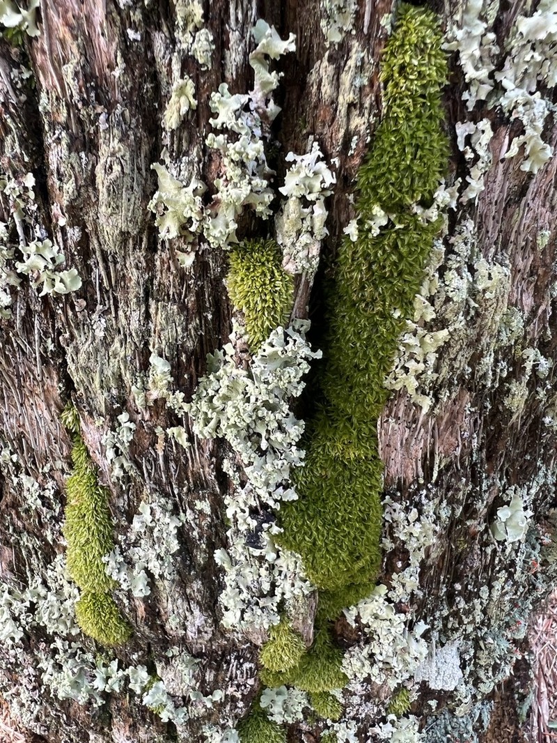 Incomplete Syrrhopodon Moss