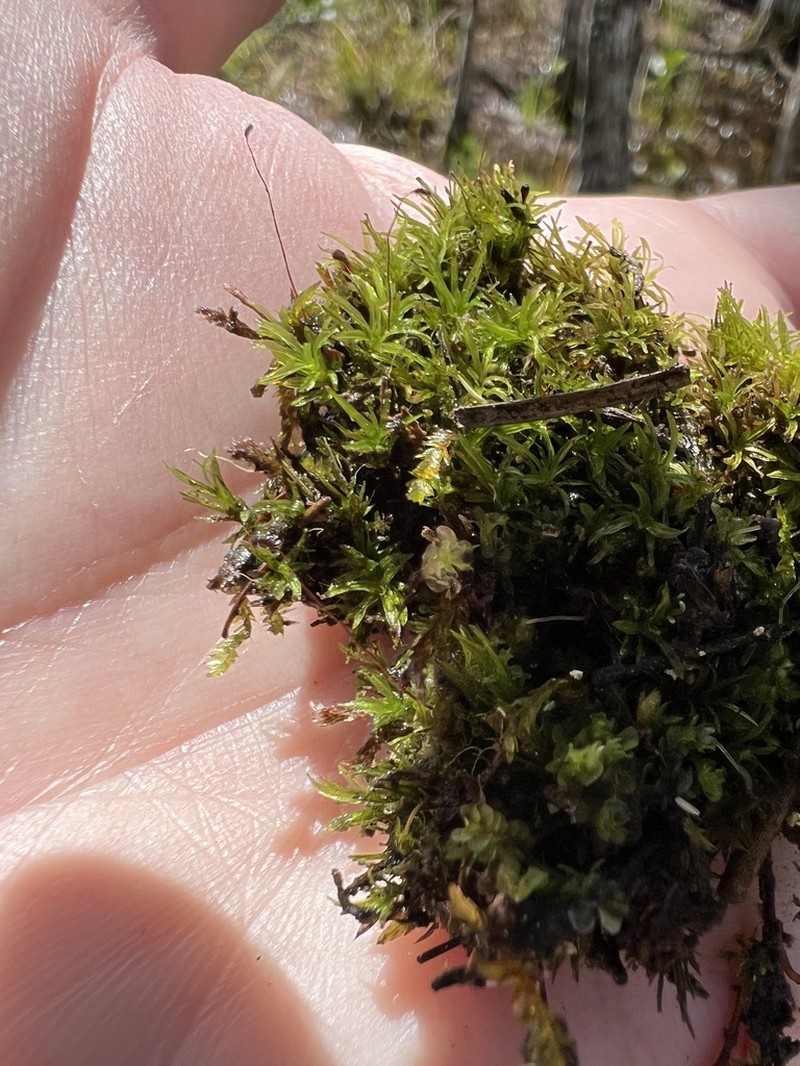 Incomplete Syrrhopodon Moss photo 2