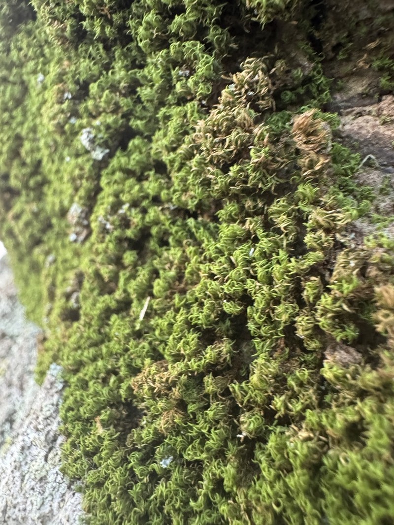 Incomplete Syrrhopodon Moss photo 3