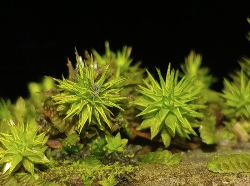 Incomplete Syrrhopodon Moss photo 4