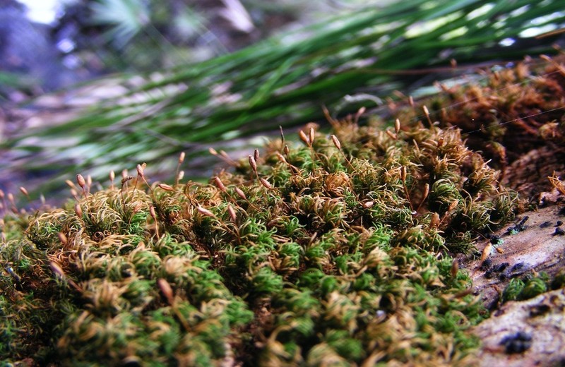 Incomplete Syrrhopodon Moss photo 5