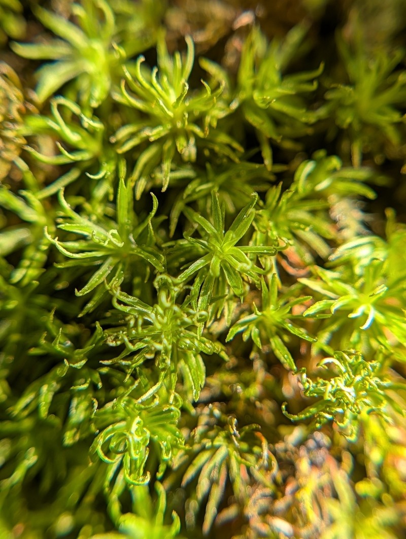 Incomplete Syrrhopodon Moss photo 6
