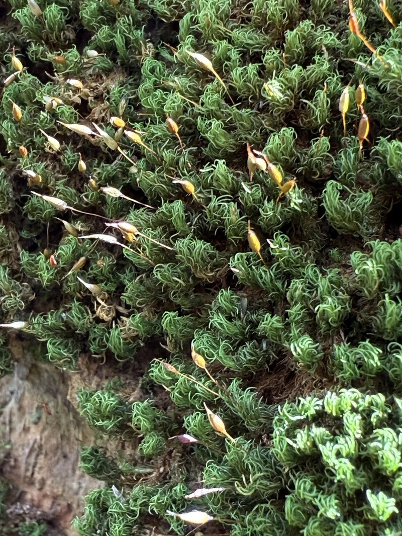 Incomplete Syrrhopodon Moss photo 7