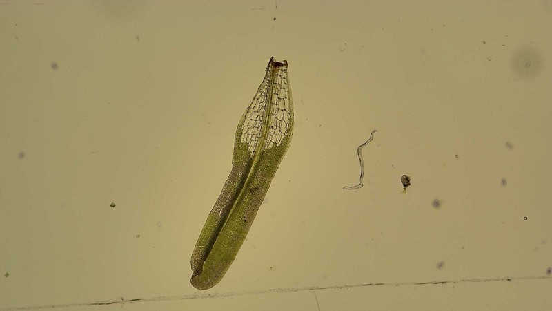 Ligulate Syrrhopodon Moss photo 2