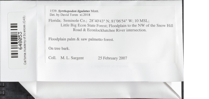 Ligulate Syrrhopodon Moss photo 3
