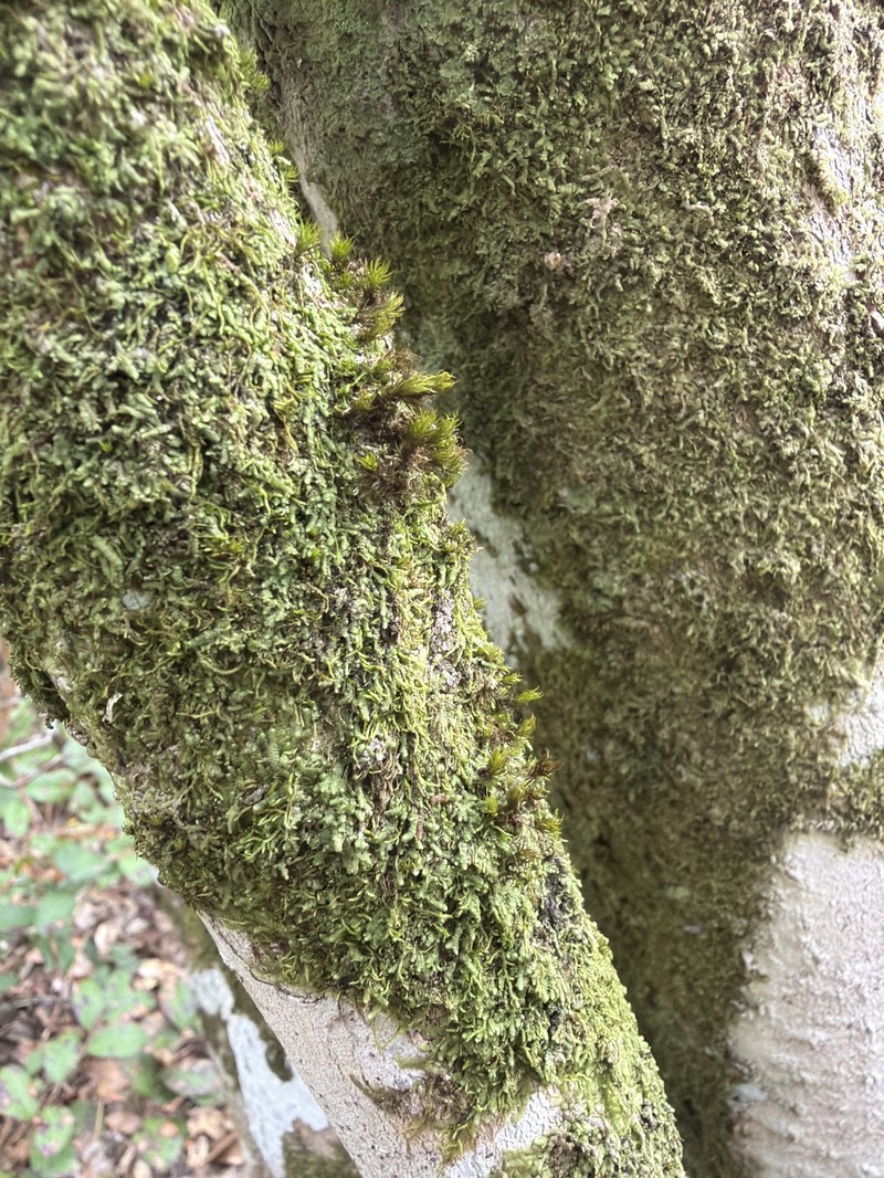 Parasite Syrrhopodon Moss photo 2