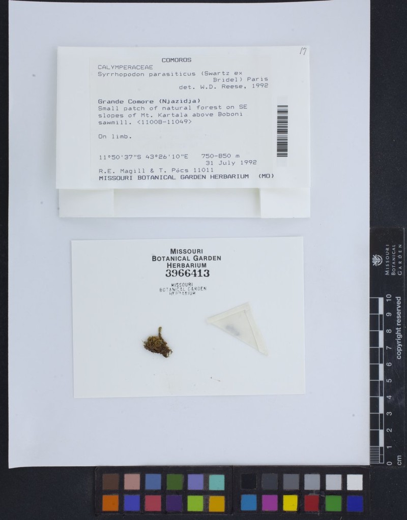 Parasite Syrrhopodon Moss photo 4