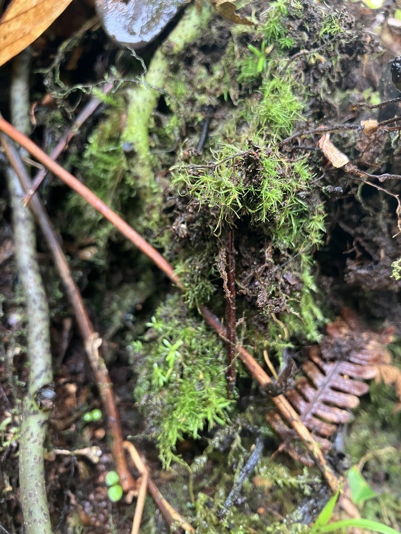 Syrrhopodon Moss